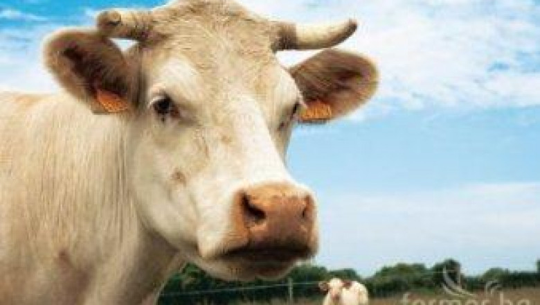 МЗХ отчита значителен ръст в средствата за подпомагане на животновъдството през 2012