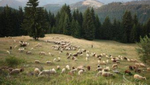 Мирослав Найденов: 40-42 лв на глава за овца и коза майка след 15 октомври - Agri.bg