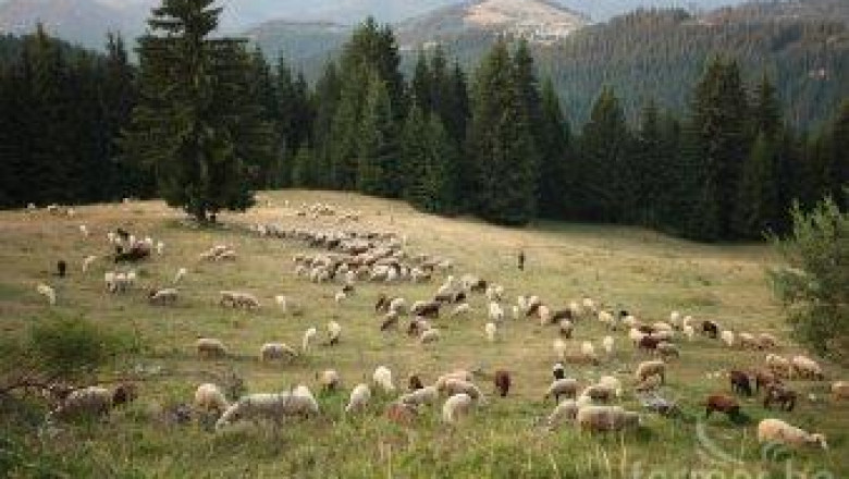 Мирослав Найденов: 40-42 лв на глава за овца и коза майка след 15 октомври