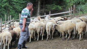 М. Найденов: По-скъпите фуражи ще вдигнат цената на месото - Agri.bg