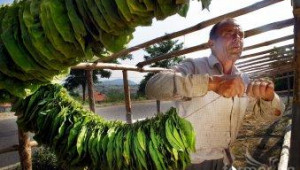 Производители и търговци прогнозират между 10-20% по-високи изкупни цени на тютюна  - Agri.bg