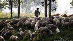 Китайци стават овчари в България за 50 $ на месец