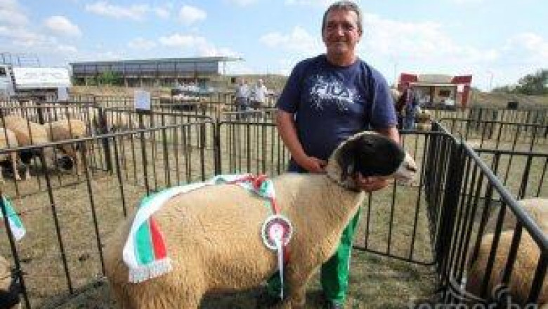 Фермери споделиха проблеми и опит на изложение за рядка порода овце в Елин Пелин ( видео )