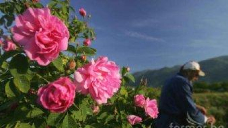 Българско розово масло е вече защитено географско наименование