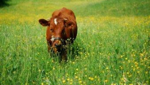 България е против определянето на задължителни екологични мерки при развитието на селските райони - Agri.bg