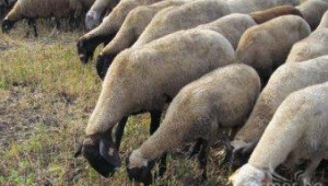 Официално: В България няма шап и се нормализира търговията с животни за износ - Agri.bg