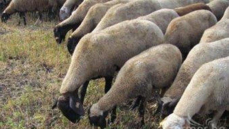 Официално: В България няма шап и се нормализира търговията с животни за износ