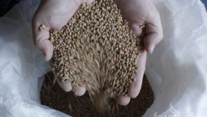 НАП прави пълни инвентаризации на зърно в Хасковско - Agri.bg