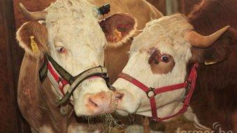 ЕК призова Русия да прекрати забраната за внос на едър рогат добитък