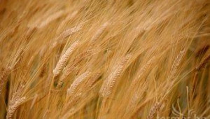 ССА ще отмени забраната за продажба на семена от Институтите, след актуализиране на цените - Agri.bg