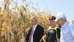 Над 1800кг./дка добив от царевица при сушата, дадоха семена на OSEVA от Фермер 2000 - Agri.bg