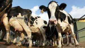 Община Бургас откри прием на заявления за пасища за животновъдите - Agri.bg