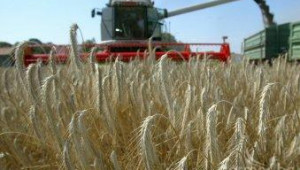 НАП установи нарушения с ДДС при търговците на зърно, а не толкова при фермерите - Agri.bg