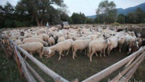 Проблем с кучетата в София имат не само хората, но и овцете във фермите от района - Agri.bg