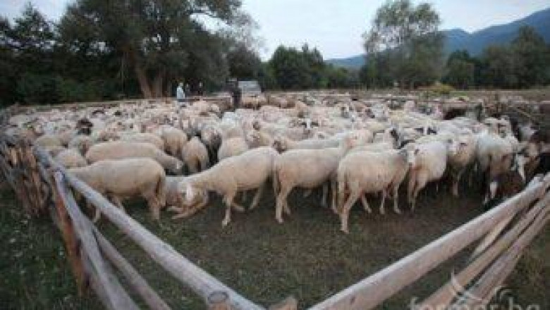 Проблем с кучетата в София имат не само хората, но и овцете във фермите от района