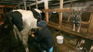 Млекопреработвателя Георги Хаджийски заяви, че и мандрите са под пресата на търговците - Agri.bg