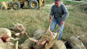 Вълци разкъсаха над 60 овце в Родопите