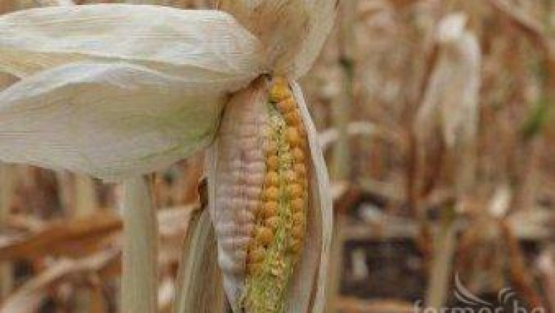Мирослав Найденов: С 40 % по-ниска ще е реколтата от царевица