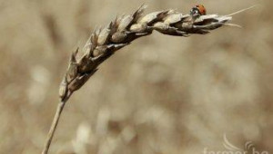 НАП -Русе обвини зърнопроизводители, че не са декларирали количества зърно - Agri.bg
