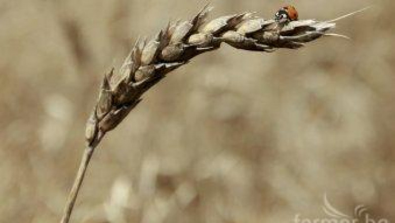 НАП -Русе обвини зърнопроизводители, че не са декларирали количества зърно