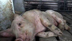 Африканската чума по свинете остава в тях завинаги - Agri.bg