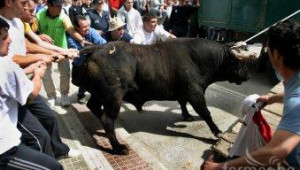 Горящ камион изпусна 30 бика между жилищни блокове в Димитровград