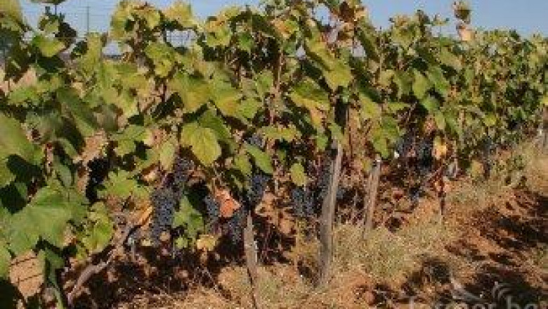 Отглеждането на био грозде - алтернатива за изостаналите селски райони