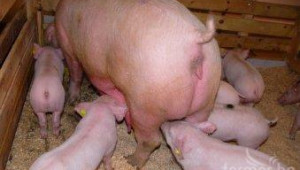 Епизоотичните комисии  ше заседават заради африканската чума по свинете - Agri.bg