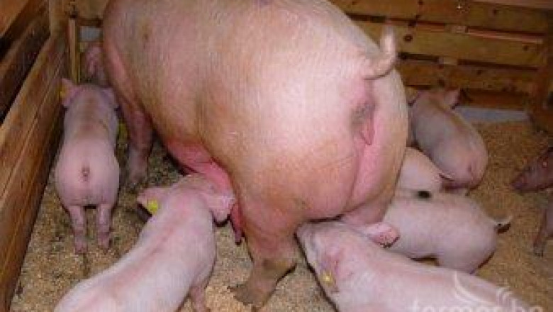 Епизоотичните комисии  ше заседават заради африканската чума по свинете
