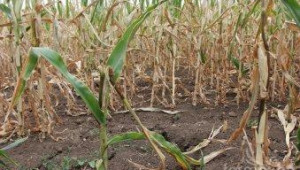 Рекордно ниски добиви от царевица очакват в област Враца - Agri.bg