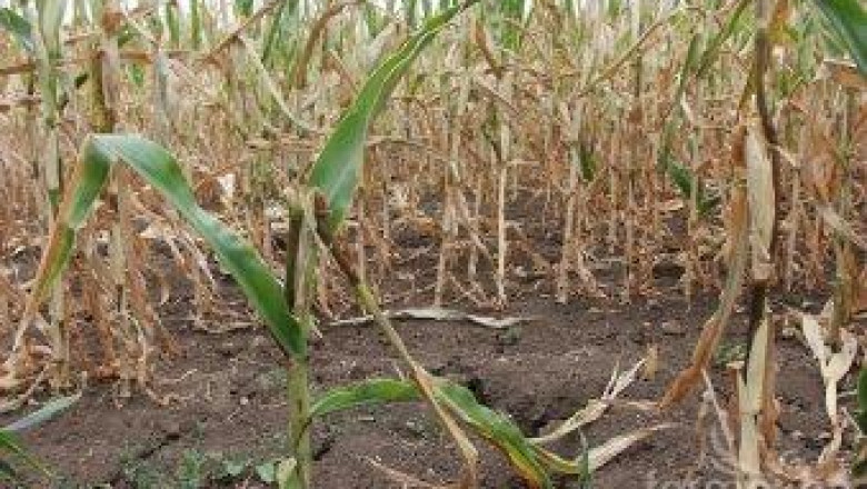 Рекордно ниски добиви от царевица очакват в област Враца