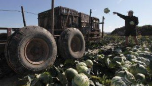 ДФЗ одобри помощ De Minimis за сектор - Плодове и зеленчуци - Agri.bg
