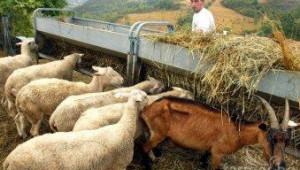 Само по-високи цени на млякото и месото могат да спасят хиляди фермери от фалит - Agri.bg