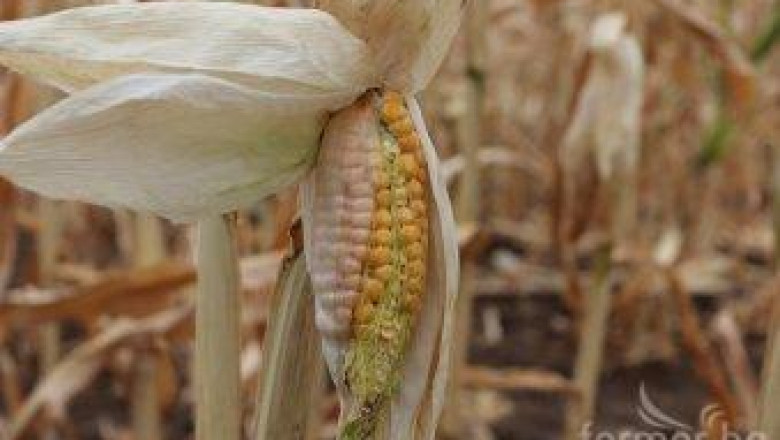 Сушата при царевицата в България, като тази в САЩ
