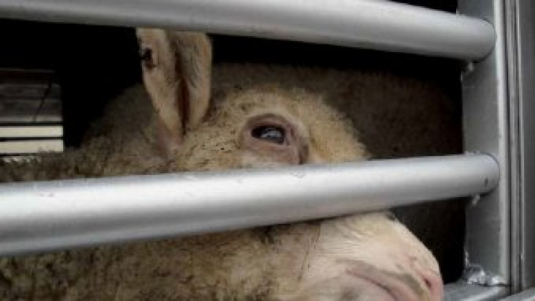 България все още не е подкрепила европейската кампания - '8 часа' - за транспорта на животни