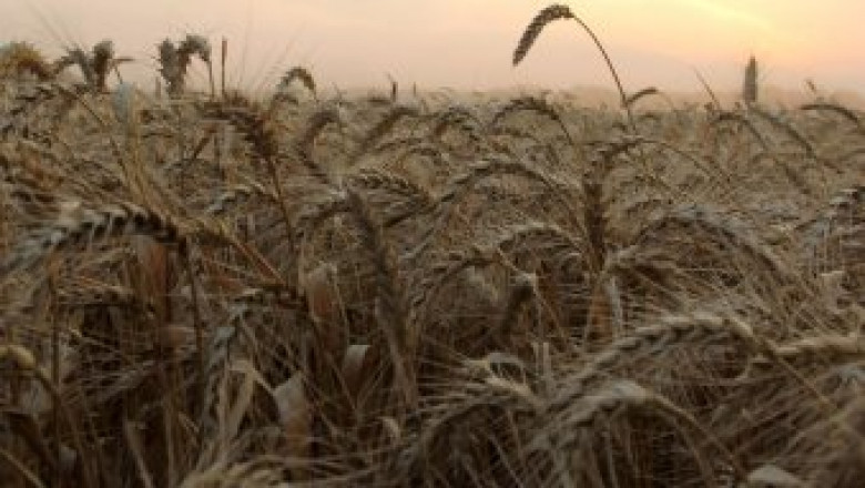 Цената на био-пшеницата в Европа достигна 385 EUR  за тон