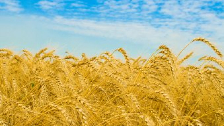 Жътва 2012 : Ожънати са близо 3 млн.тона пшеница досега