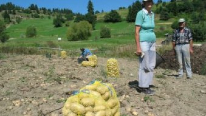Изследват площи в Смолянско за рак по картофите