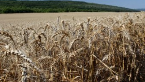 Ангел Вукодинов: Надявам се доброто качество на пшеницата да доведе до  по-високи цени - Agri.bg