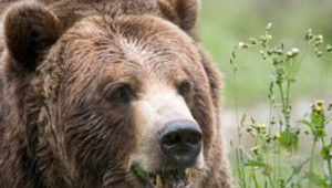 Поредно нападение на мечки над овцевъдни ферми в Родопите - Agri.bg