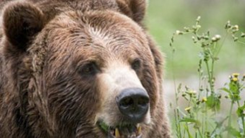 Поредно нападение на мечки над овцевъдни ферми в Родопите