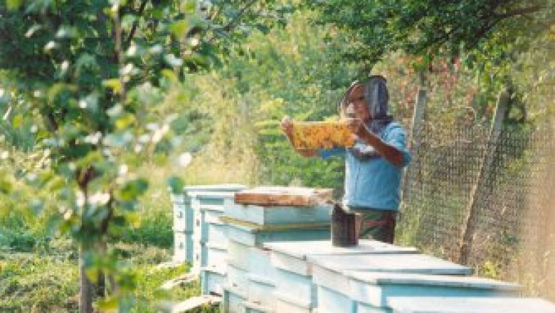 Започна приема на заявления по схемата de minimis за пчеларството