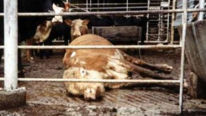 Заразена с антракс крава вкара 11 души в болница - Agri.bg