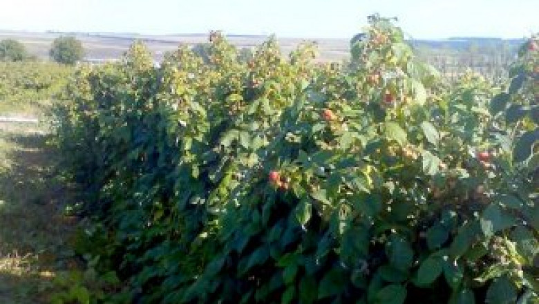 Производители се опасяват от слаба реколта малини
