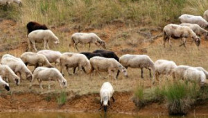 Семинар по проблемите в отглеждането на овце ще се проведе утре в Шумен - Agri.bg