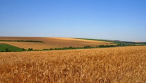 Световния съвет по зърното прогнозира дефицит от 10 млн.тона - Agri.bg