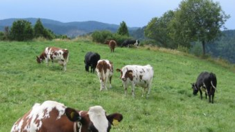 Нови схеми за финансова подкрепа на животновъдите разработи МЗХ