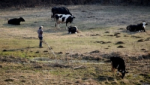 Животновъдите сезират Брюксел за нарушения при производството на млечни продукти - Agri.bg