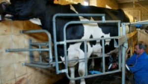 Новата наредба за млякото е първа стъпка за спасяване на говедовъдството - Agri.bg