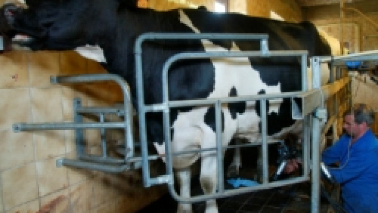 Новата наредба за млякото е първа стъпка за спасяване на говедовъдството